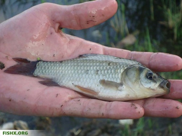 Обычные снасти работают Обычные снасти работают