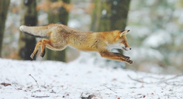 За лисой на писк За лисой на писк