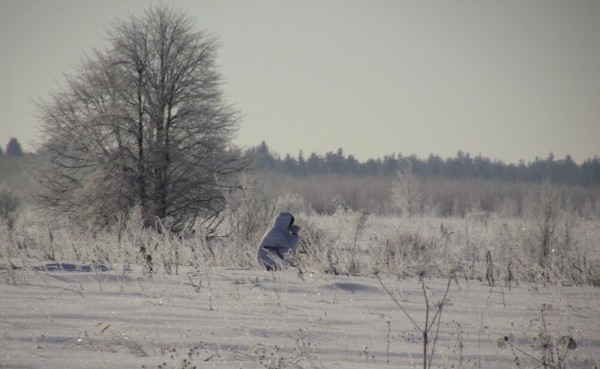 За лисой на писк За лисой на писк