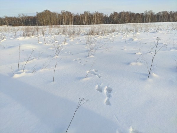 Прогулка после праздника!))) Прогулка после праздника!)))