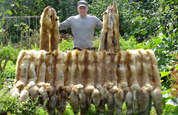 За лисой на писк За лисой на писк