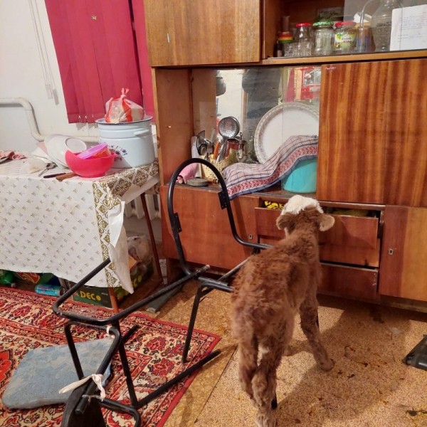 С Новым Годом! С Новым Годом!