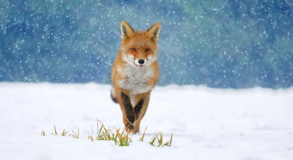 За лисой на писк За лисой на писк