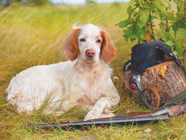 Диплом диплому рознь Диплом диплому рознь