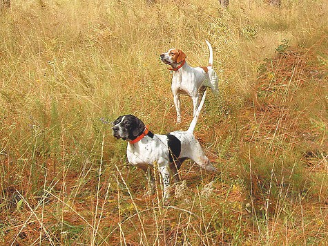 Диплом диплому рознь Диплом диплому рознь