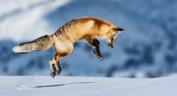 За лисой на писк За лисой на писк
