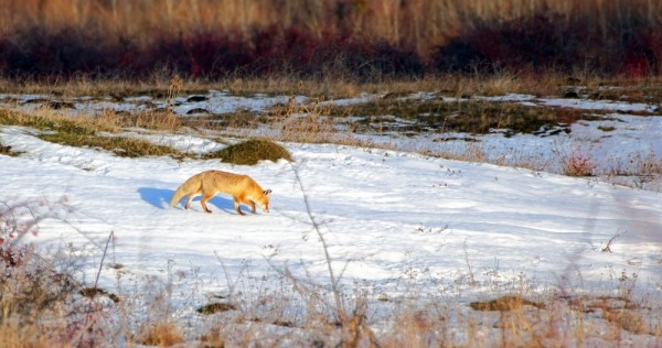За лисой на писк За лисой на писк