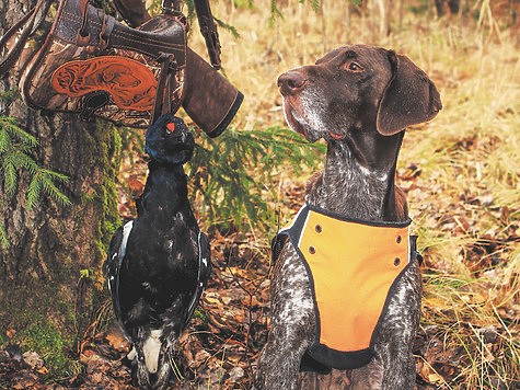 Глубокой осенью с легавой Глубокой осенью с легавой