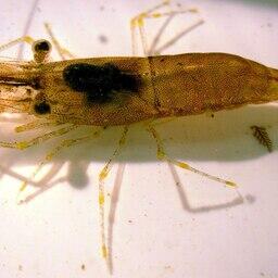 Нелегальный «прилов» креветки обернулся условными сроками Нелегальный «прилов» креветки обернулся условными сроками