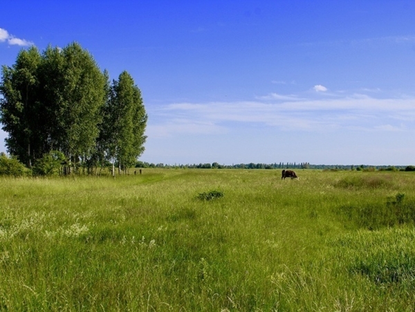 Территория сурка. В Курской области появился новый памятник природы Территория сурка. В Курской области появился новый памятник природы