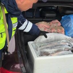 Полиция Нижнего Поволжья перехватывает нелегальные уловы Полиция Нижнего Поволжья перехватывает нелегальные уловы