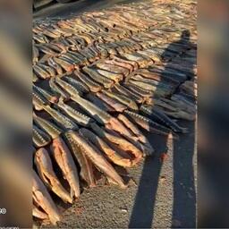Торговца браконьерской осетриной будут судить в Астраханской области Торговца браконьерской осетриной будут судить в Астраханской области