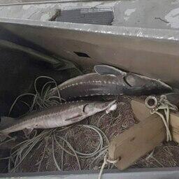 Осетровых браконьеров взяли с крупной добычей Осетровых браконьеров взяли с крупной добычей
