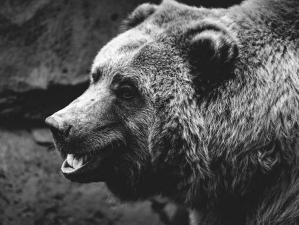 Кошмар катится дальше. В Бурятии медведь атаковал сельчанина у него дома
