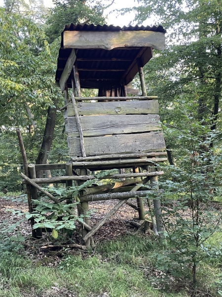 Охота на рогатого дедушку в Германии. Олень Рейнланд-Пфальца (с фото) Охота на рогатого дедушку в Германии. Олень Рейнланд-Пфальца (с фото)