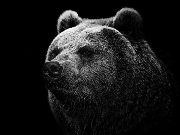 Алтайские медведи объявили войну. Бурый хищник разнес домик охотника в лесу Алтайские медведи объявили войну. Бурый хищник разнес домик охотника в лесу