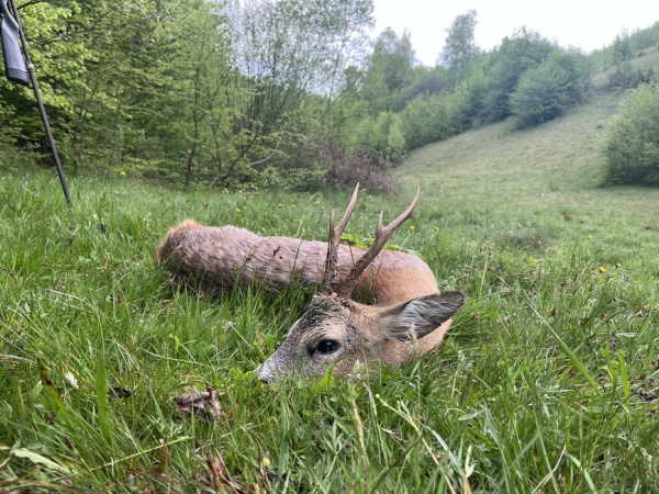 Весенняя охота на единорога в Румынии (краткий отчет с фотографиями)