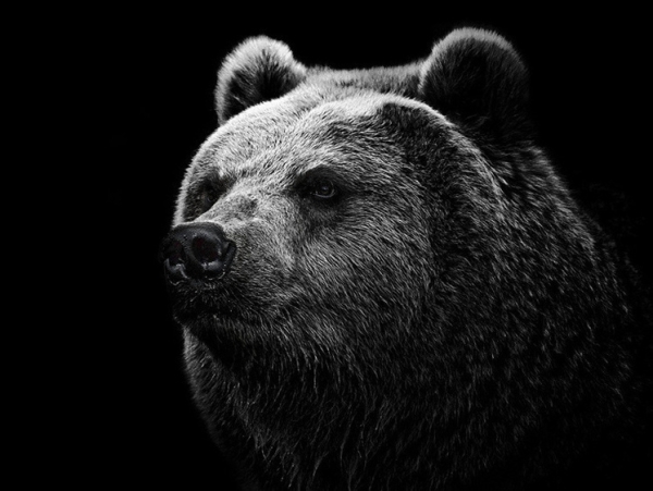 Япония воюет с косолапыми. Останки пенсионера нашли в желудке медведя Япония воюет с косолапыми. Останки пенсионера нашли в желудке медведя